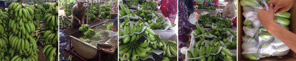 Banana Ripening rooms Solution