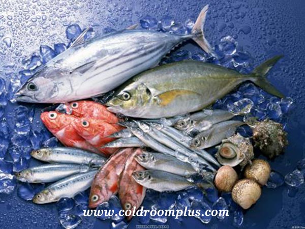 Seafood Cold storage Room In Oman