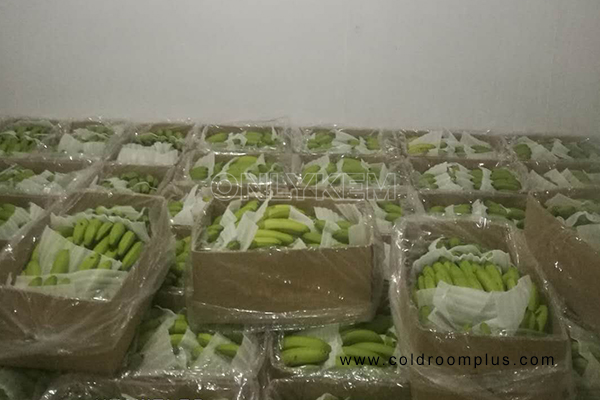 Banana Ripening Cold Storage Room