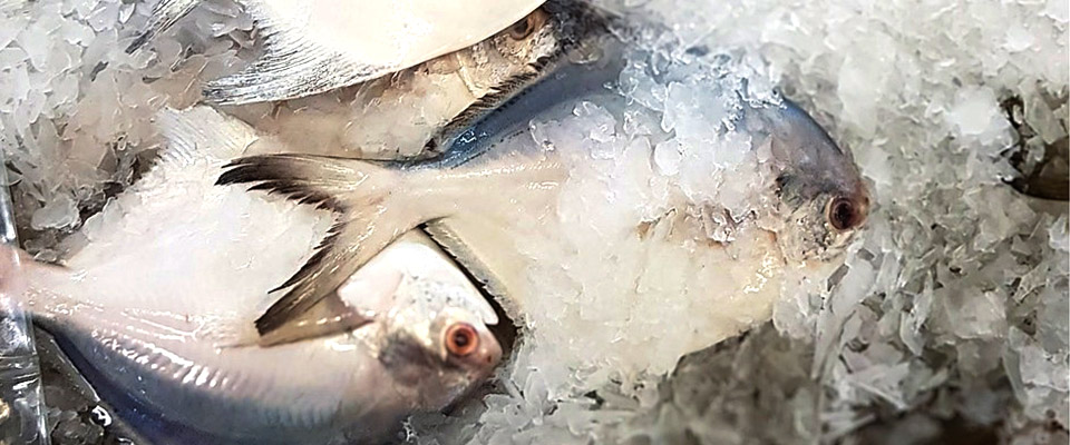 Pre cooling of fish