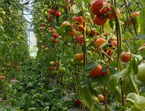 Tomato cold storage: a complete process plan from harvesting and preservation to long-term storage