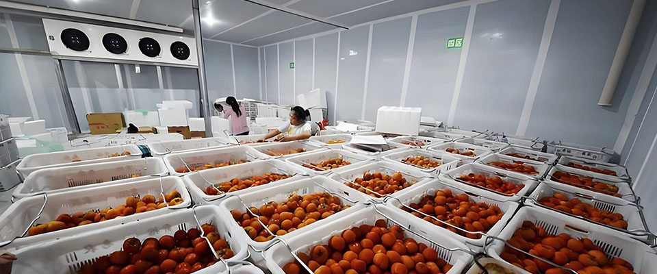 Tomato cold storage Tomato cold storage