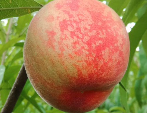 Farm Fruit Cold Room