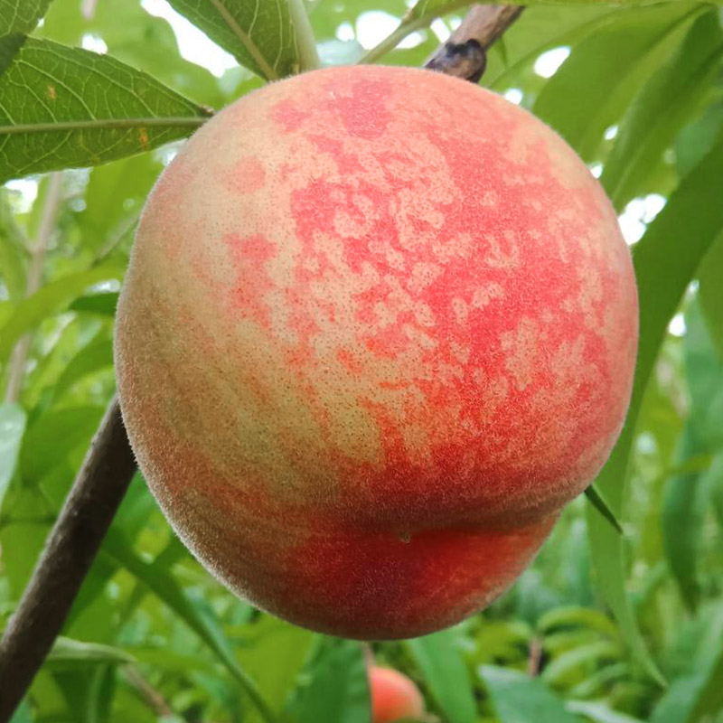 Fruit Cold Room
