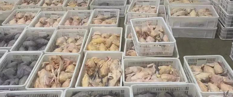 chicken cold room