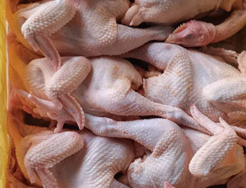 Why a small chicken farm needs a walk-in cold room？
